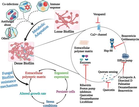 Overview Of Factors Influencing Fungal Biofilm Development Biofilm