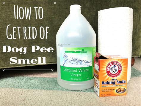 A Step By Step Diy Home Remedy For Removing The Smell Of Dog Urine From