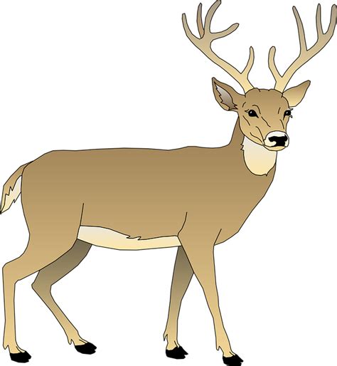 Deer Male Animal · Free Vector Graphic On Pixabay