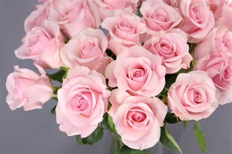 Rosas De Color Rosa 💗💗💗 Variedades Rosas 2020