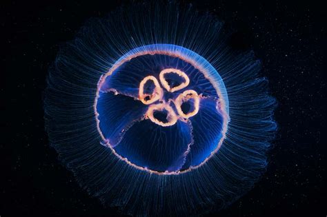 Jellyfish Push Off A Pocket Of Water Under Their Bell To Swim Faster