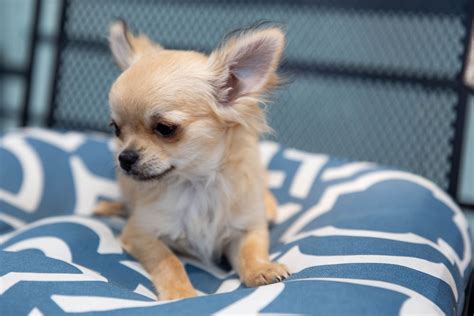 Limelight Chihuahuas Chihuahua Puppies For Sale Born On 12292018