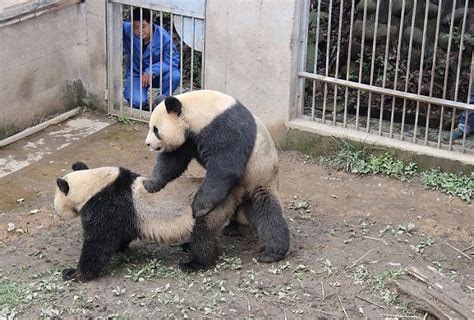 Lu Lu The Panda Just Broke The World Record For Longest Panda Sex With An Incredible 8 Minute