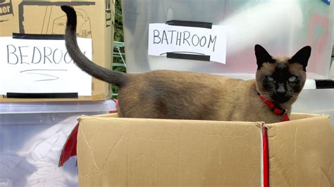 Moving house is never easy, especially with cats. Moving house with your cat - The Lost Dogs' Home