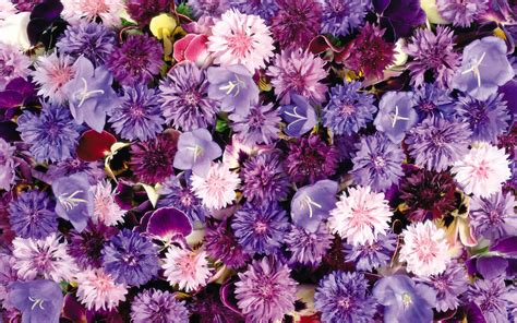 Purple Dreamy Flowers Wallpapers Hd Wallpapers 15321