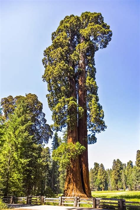 Coast Redwood 10 Seeds Sequoia Sempervirens Tallest Tree Great As A