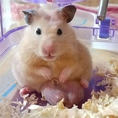 Why Do Hamsters Attacks People Because They Got Huge Balls🐾follow 9gag 9gag Hamster Hammy