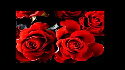 Wonderful Roses Youtube