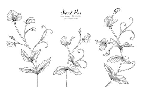 Premium Vector Sweet Peas Flower And Leaf Hand Drawn Botanical