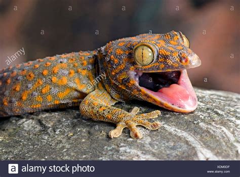 Tokay Geckos Gekko Gecko High Resolution Stock Photography And Images