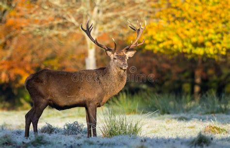 Red Stag Deer Frosty Autumn Morning Stock Photo Image Of Horns Park