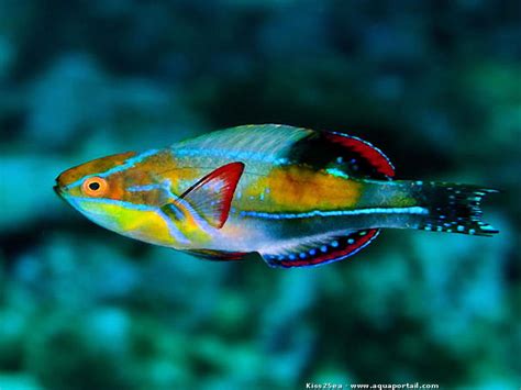 Exquisite Wrasse Information And Picture Sea Animals