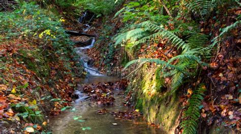 A Small Isolated Woodland Stream And Waterfall Stock Photo Image Of