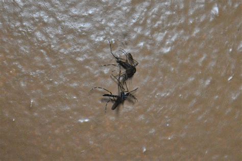 Smashed 2 Mosquitoes In A Wall That Seemed To Be Mating Mildlyinteresting