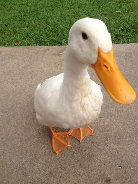 A White Duck With An Orange Beak Is Standing On The Cement Near Some
