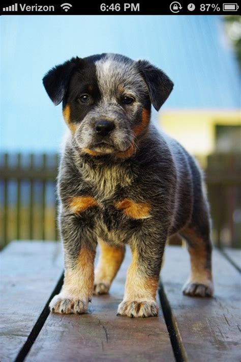 Learn more about ozzies pound puppies in concord, ca, and search the available pets they have up for adoption on petfinder. Blue heeler puppy. Trayvin is gonna want this!! | Little Boys World | Pinterest | Puppys, So ...
