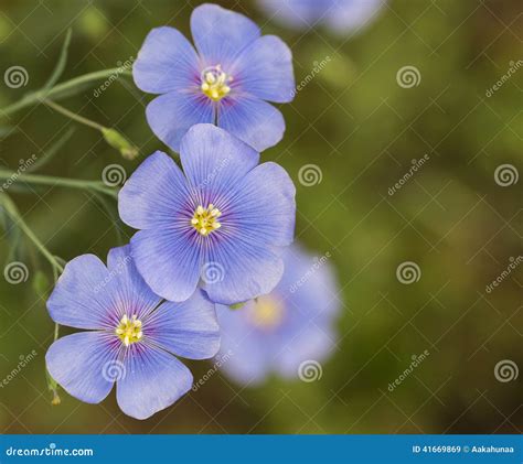 Blooming Blue Cosmos Stock Image Image Of Yard Garden 41669869