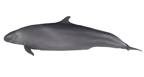Pseudorca Crassidens Owen 1846 False Killer Whale