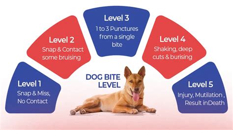 Dog Bite First Aid Immediate Actions And Care Tips