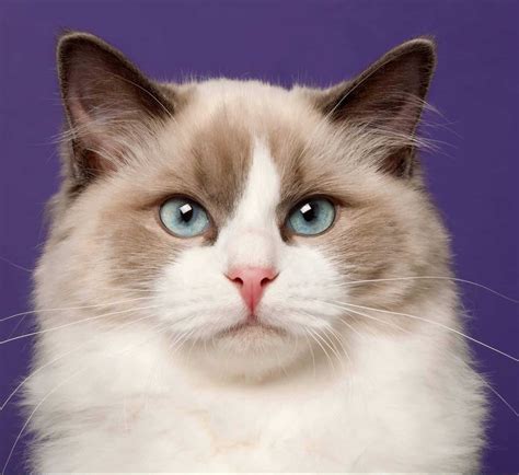 The Enchanting Ragdoll A Guide To The Beloved Cat Breed Catmags Com