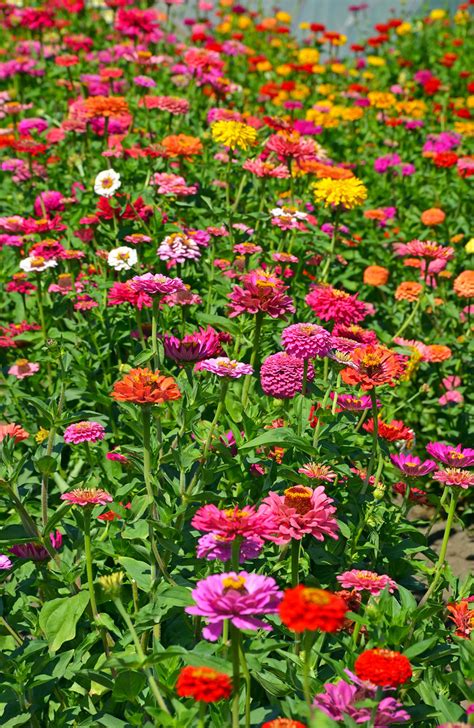 Colorful dahlia garden | Field of colorful summer dahlia ...