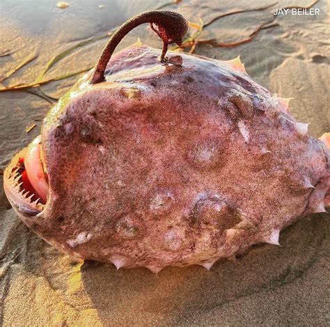 A Sea Creature ‘the Stuff Of Nightmares Washes Up On Beach