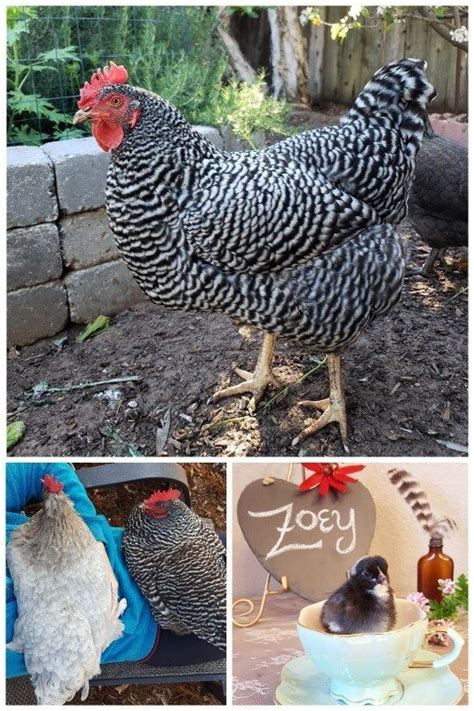 The Top 18 Chicken Breeds For Your Backyard Flock ~ Homestead And Chill Chickens Backyard