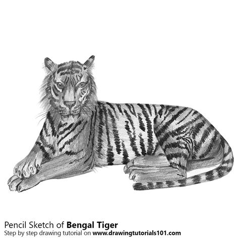 Bengal Tiger Pencil Drawing How To Sketch Bengal Tiger Using Pencils