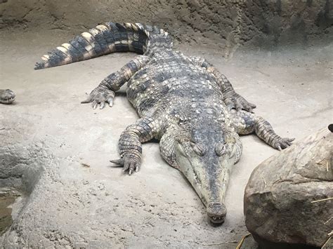 Slender Snouted Crocodile Mecistops Cataphractus Crocodiles