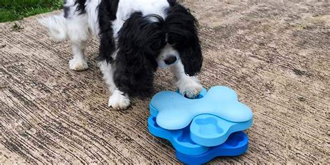 Fight boredom and keep your dog busy with this treat dispensing dog game by nina ottosson. Review: Nina Ottosson Dog Tornado — an Interactive Dog Toy ...