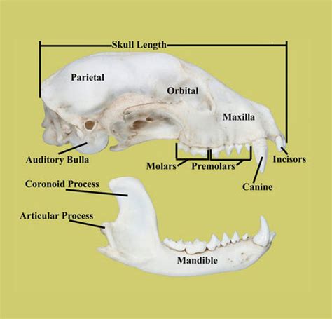 How to Identify a Skull – Skulls Unlimited International, Inc.