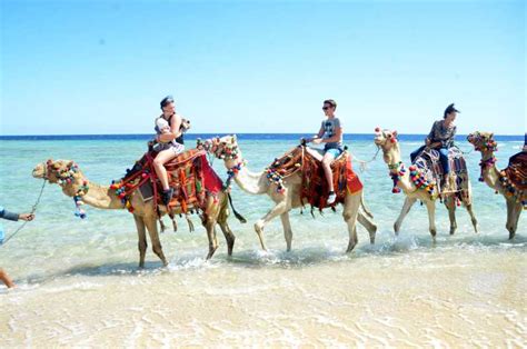 Hurghada Excursion Guidée Dans Le Désert à Dos De Chameau Getyourguide