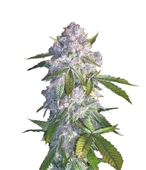 Reserva Privada Purple Wreck Seeds Green Parrot