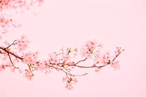 Beautiful Pink And White Cherry Blossom Wallpaper Pack