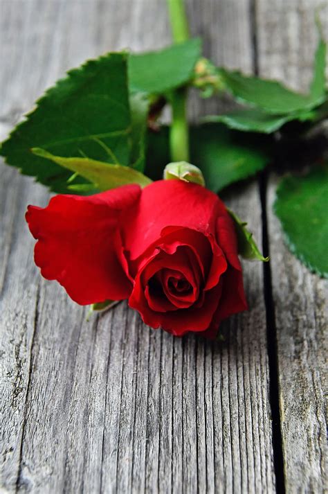 Top 158 Romantic Love Rose Wallpaper