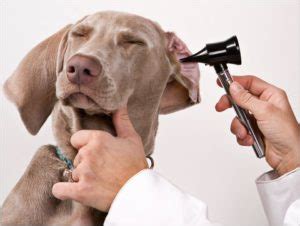 Tratamiento Y Prevenci N De Otitis En Perros Preventyvet Veterinario En Zaragoza