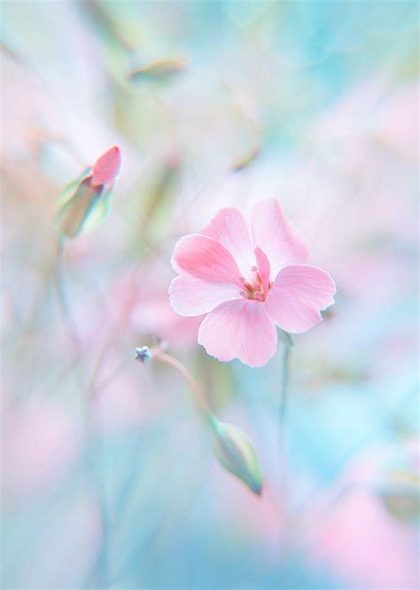 Pin By Floriane Sestrivity On ༺ Pastels ༻ Pink Flowers Flower