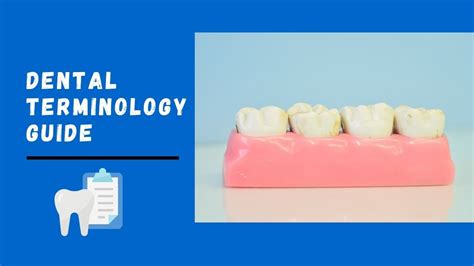 Basic Guide Of Dental Terminologies Landmarks On Tooth Surfaces