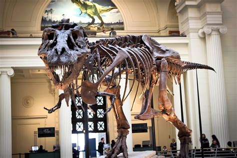 Field Museum Of Natural History In Chicago Discover The History Of