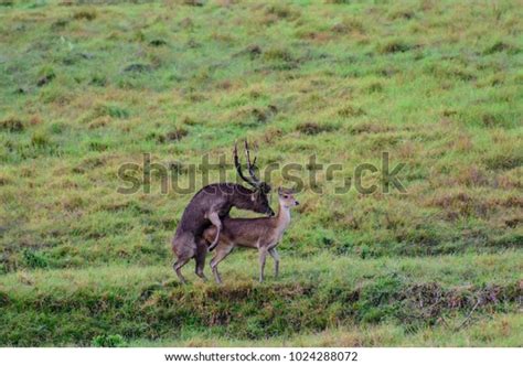 Deer Mating Season Stock Photo 1024288072 Shutterstock