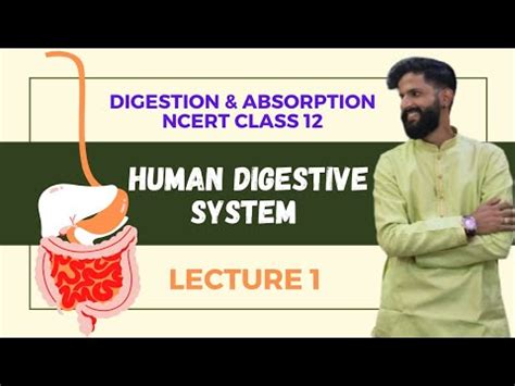 Digestion And Absorption NCERT Class 11 Human Digestive System
