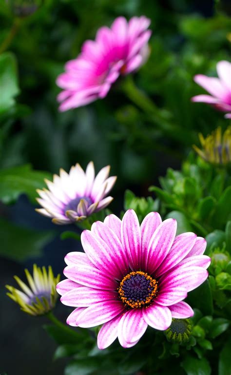 700 Free African Flower And African Daisy Images Pixabay