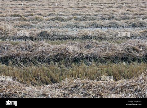 Agriculture Farming Field Grain Wheat Combine Harvester Hay