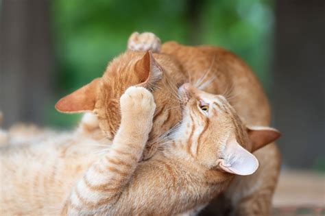 How To Tell If Cats Are Playing Or Fighting Friends Or Foes