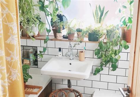 A Guide To The Best Plants For Your Bathroom A Pair And A