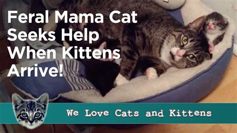 A Pregnant Feral Cat Accepts Love And Help From Her Rescuers Youtube