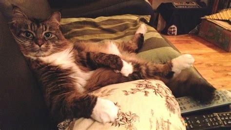 16 Reasons Maine Coons Are Not The Friendly Cats Everyone Says They Are