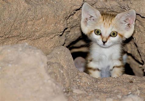 Sand Cats Where The Adults Are Kittens And The Kittens Are Also