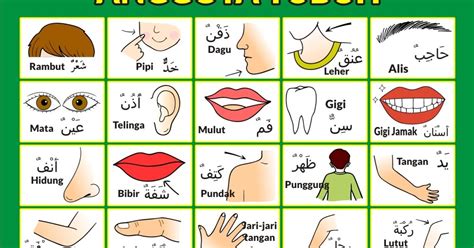 Lagu baru | didi & friends | anggota badan.jom tengok lagi di sini : Download Alat Peraga Gambar Anggota Tubuh dalam Bahasa ...
