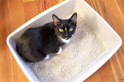 Iris cat litter box with scoop best enclosed cat litter box: How to Control Cat Litter Box Odor | Animals - mom.me